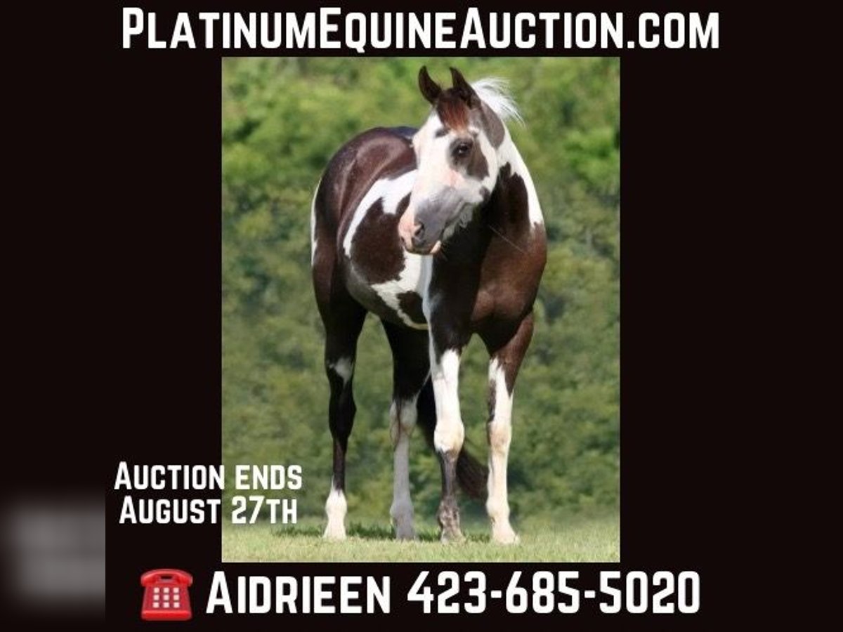 American Quarter Horse Castrone 12 Anni 142 cm Tobiano-tutti i colori in Athens TX