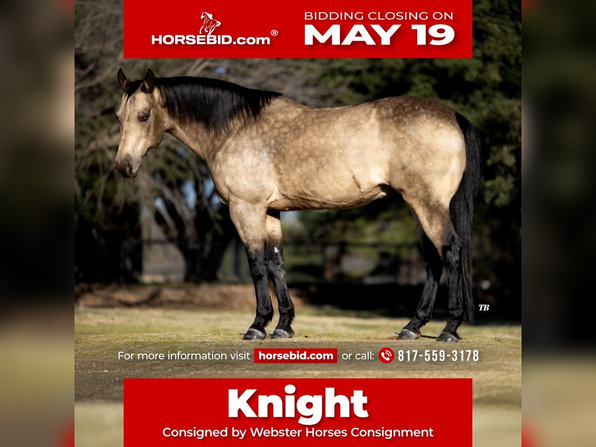 American Quarter Horse Castrone 12 Anni 145 cm Pelle di daino in Granbury, TX