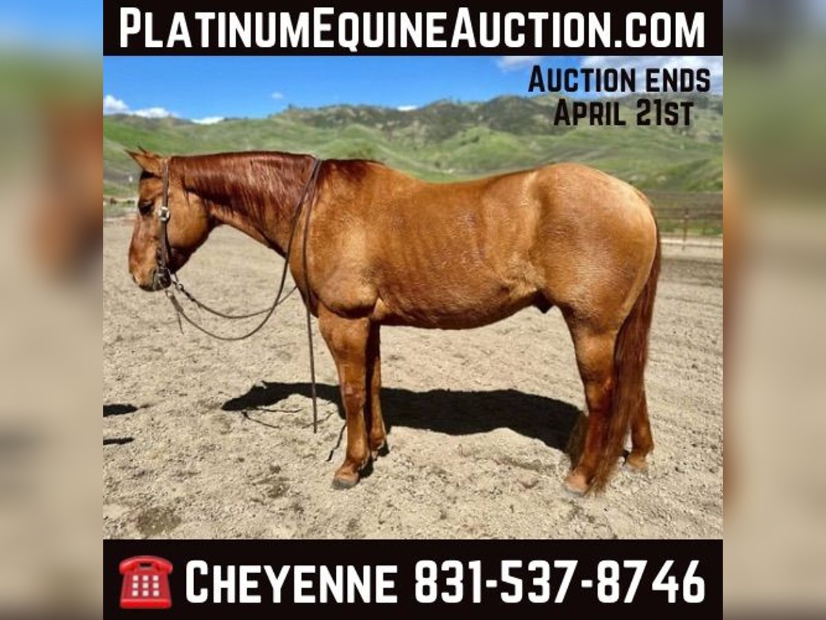 American Quarter Horse Castrone 12 Anni 147 cm Falbo in Paicines CA