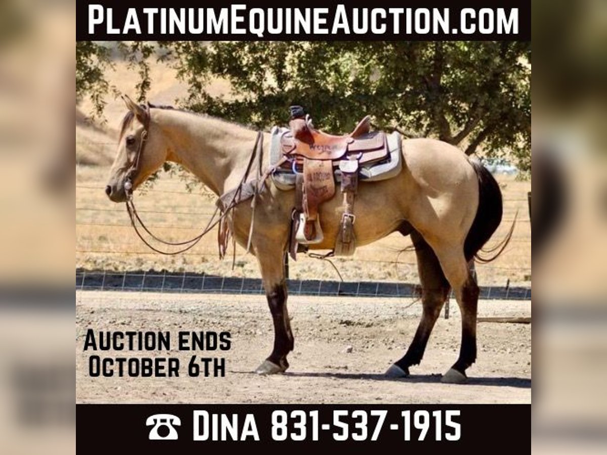 American Quarter Horse Castrone 12 Anni 147 cm Pelle di daino in Paicines CA