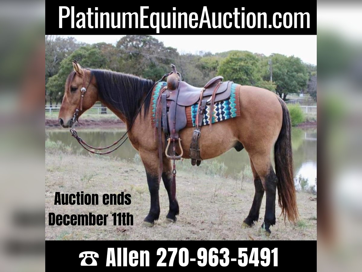 American Quarter Horse Castrone 12 Anni 147 cm Pelle di daino in Pilot Point TX