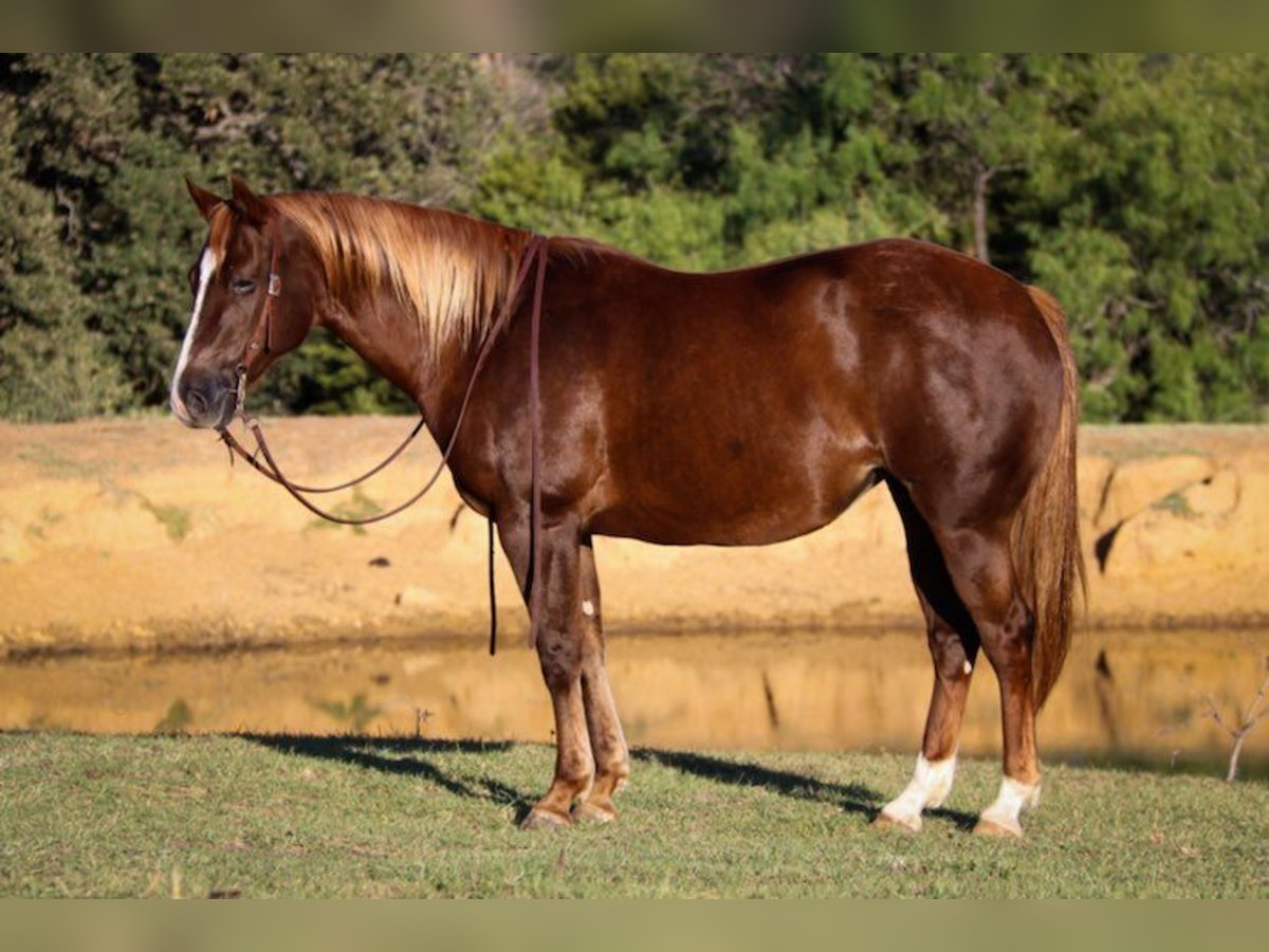 American Quarter Horse Castrone 12 Anni 147 cm Sauro ciliegia in Cleburne TX