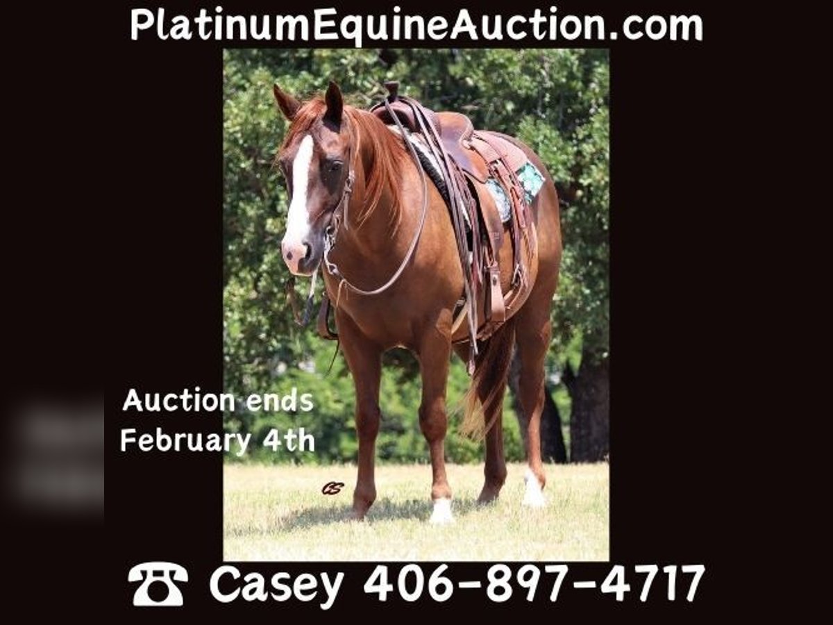 American Quarter Horse Castrone 12 Anni 147 cm Sauro ciliegia in Graham TX