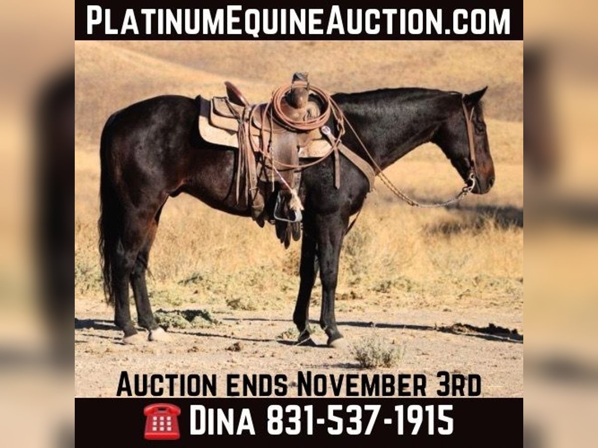 American Quarter Horse Castrone 12 Anni 150 cm Baio ciliegia in Paicines CA