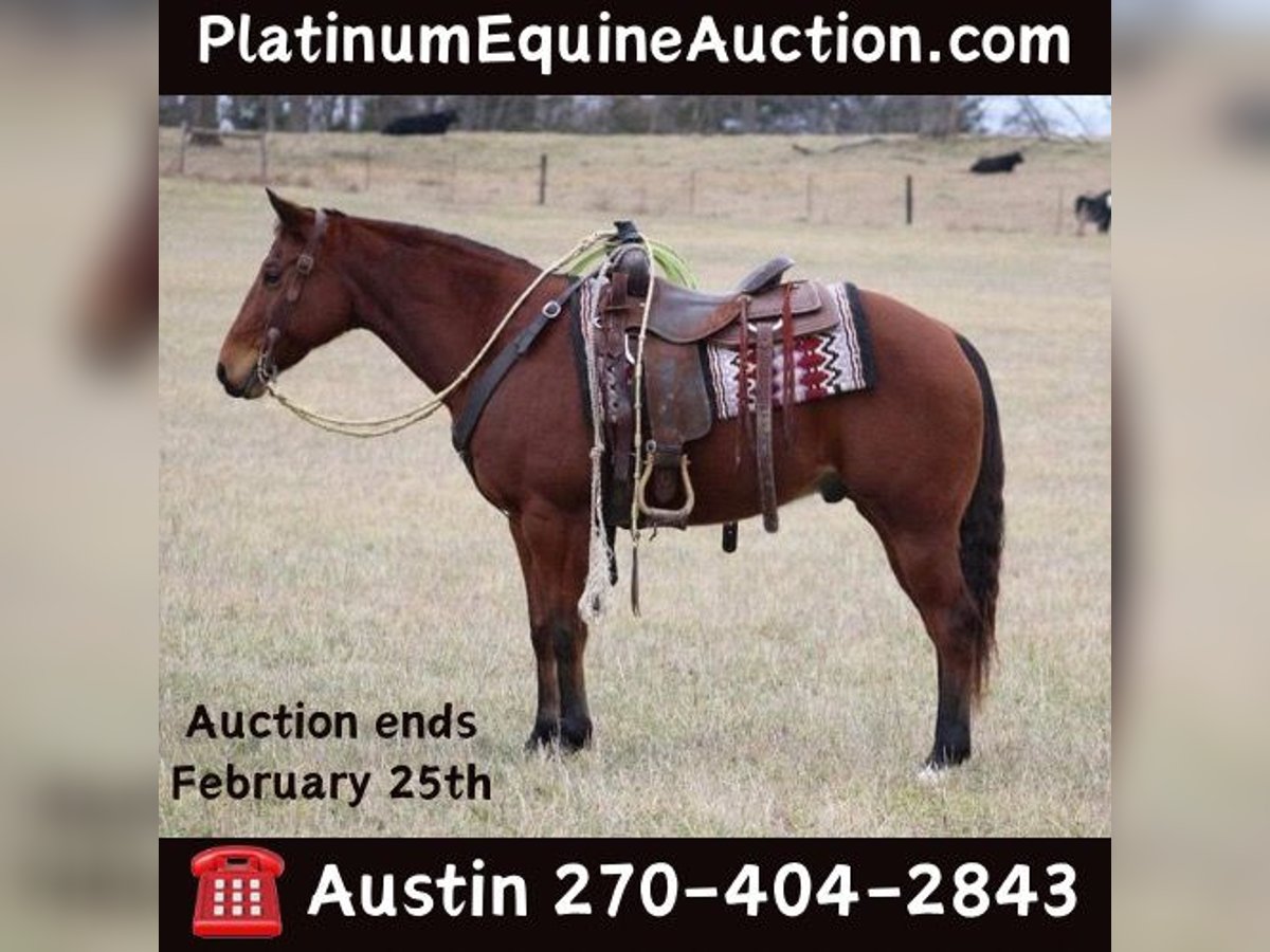 American Quarter Horse Castrone 12 Anni 150 cm Baio ciliegia in thompkinsville KY