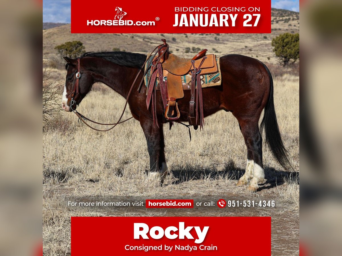 American Quarter Horse Castrone 12 Anni 150 cm Baio ciliegia in Camp Verde, AZ