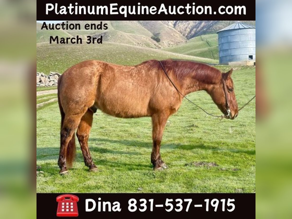 American Quarter Horse Castrone 12 Anni 150 cm Falbo in Paicines CA