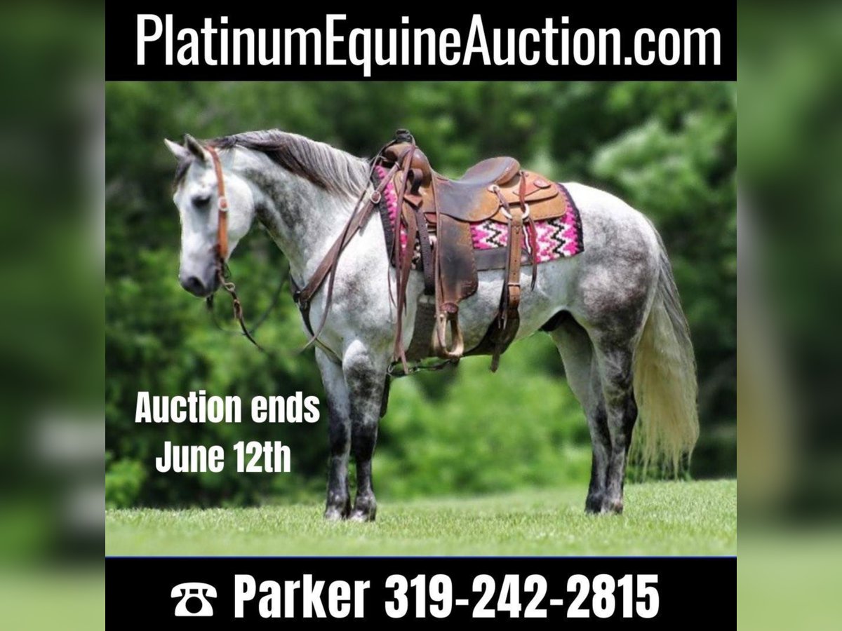 American Quarter Horse Castrone 12 Anni 150 cm Grigio pezzato in Brodhead KY