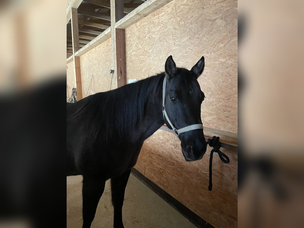 American Quarter Horse Castrone 12 Anni 150 cm Grullo in Seubersdorf in der OberpfalzSeubersdorf