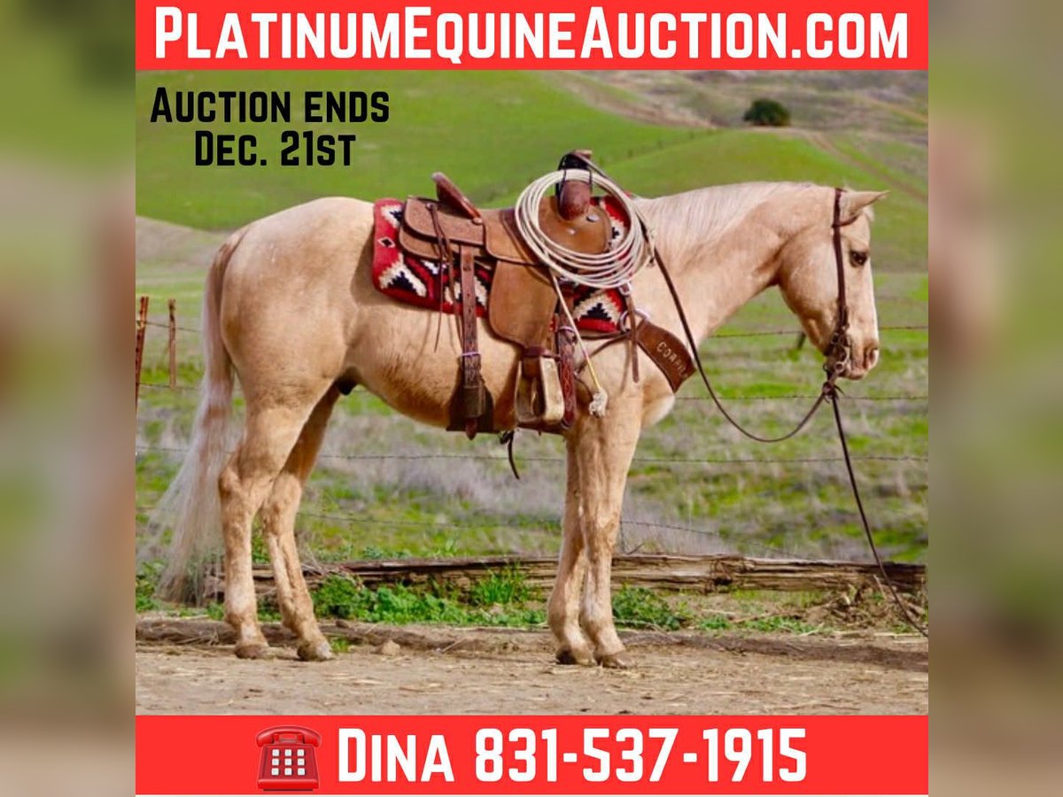 American Quarter Horse Castrone 12 Anni 150 cm Palomino in Paicines CA