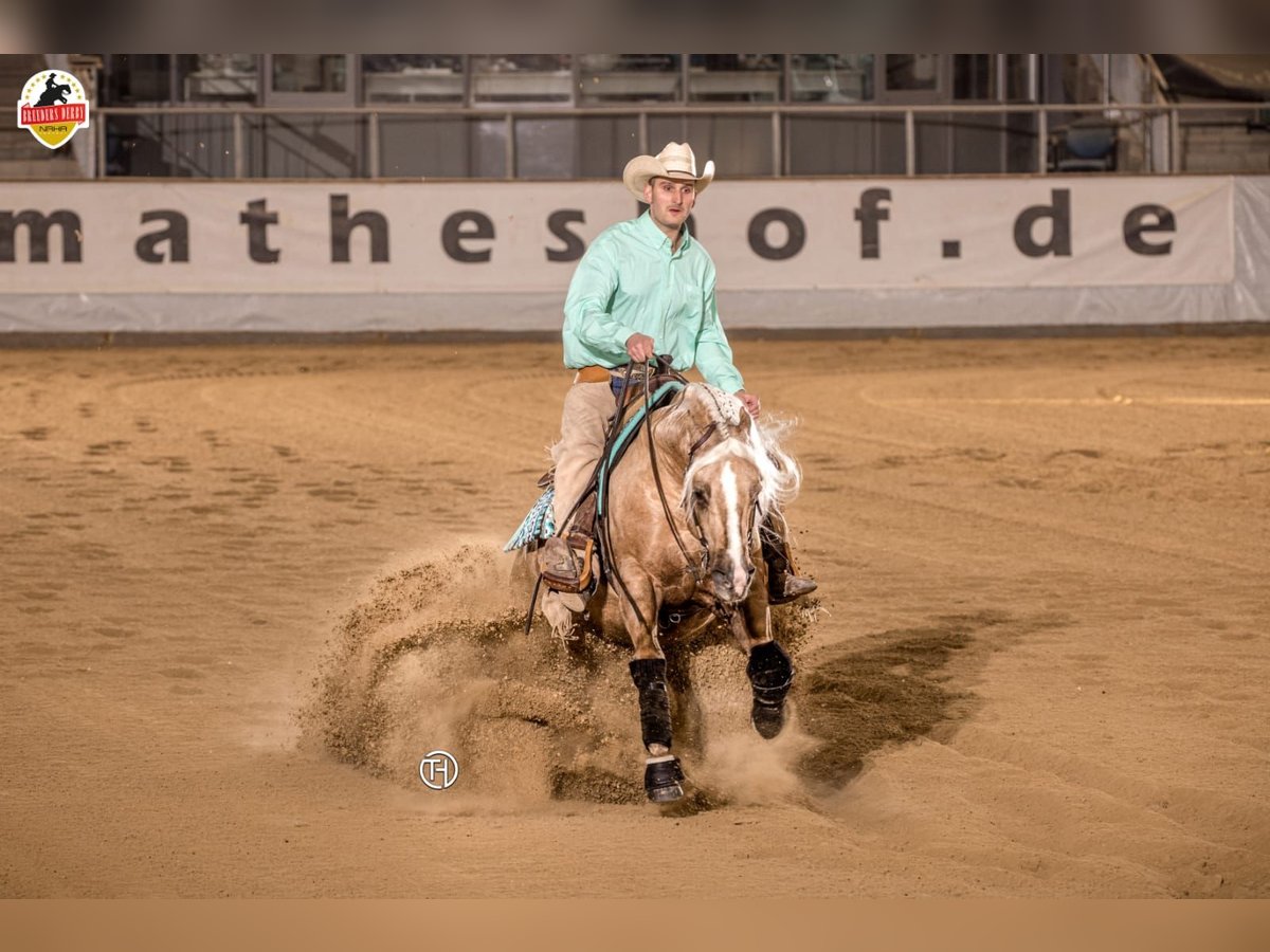 American Quarter Horse Castrone 12 Anni 150 cm Palomino in Kirchdorf