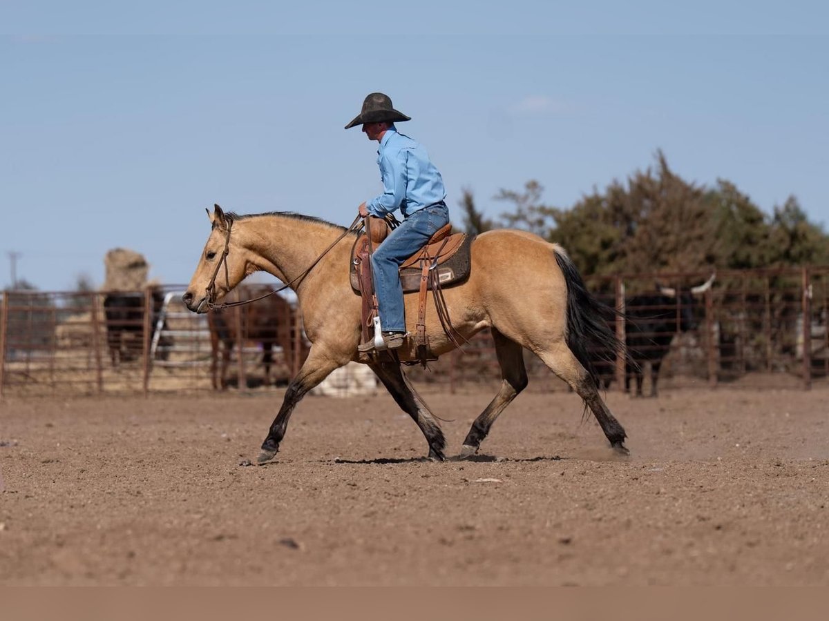 American Quarter Horse Castrone 12 Anni 150 cm Pelle di daino in Canyon, TX