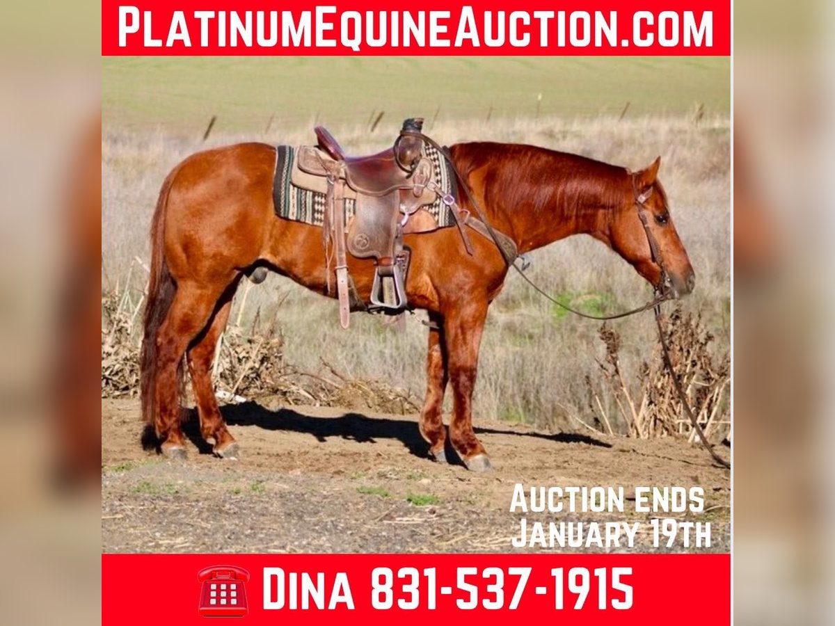 American Quarter Horse Castrone 12 Anni 150 cm Red dun in Paicines CA