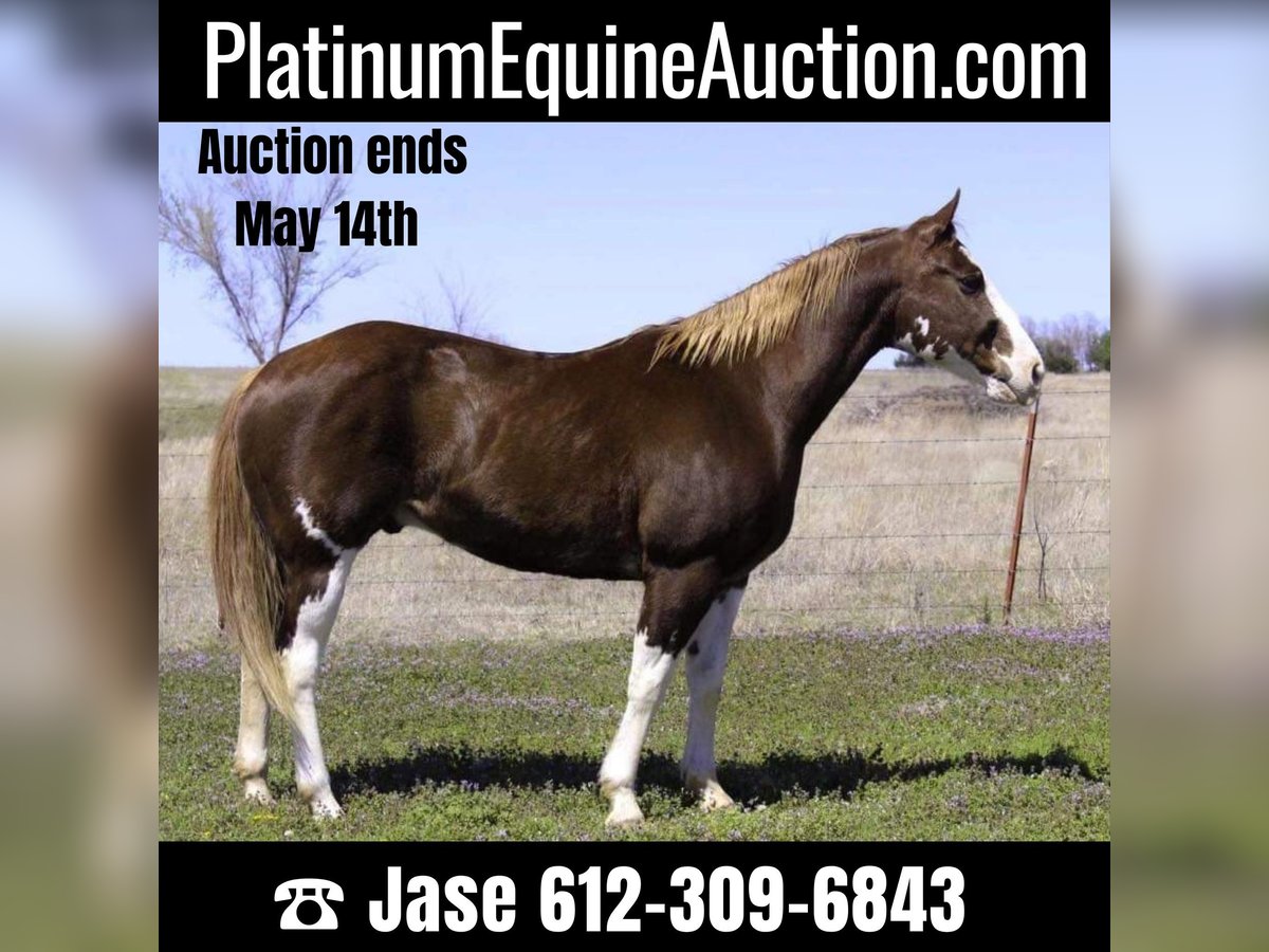 American Quarter Horse Castrone 12 Anni 150 cm Sauro scuro in Stillwater OK