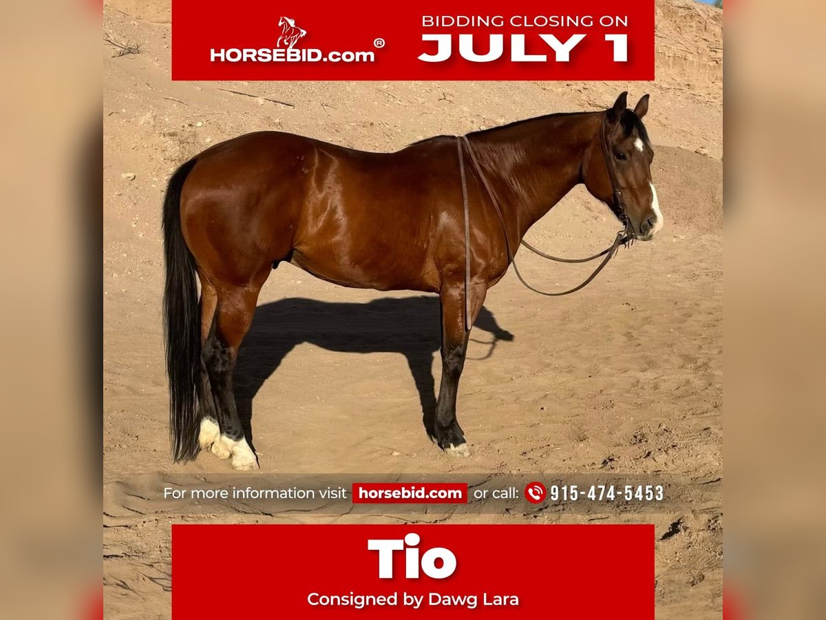American Quarter Horse Castrone 12 Anni 152 cm Baio ciliegia in El Paso, TX