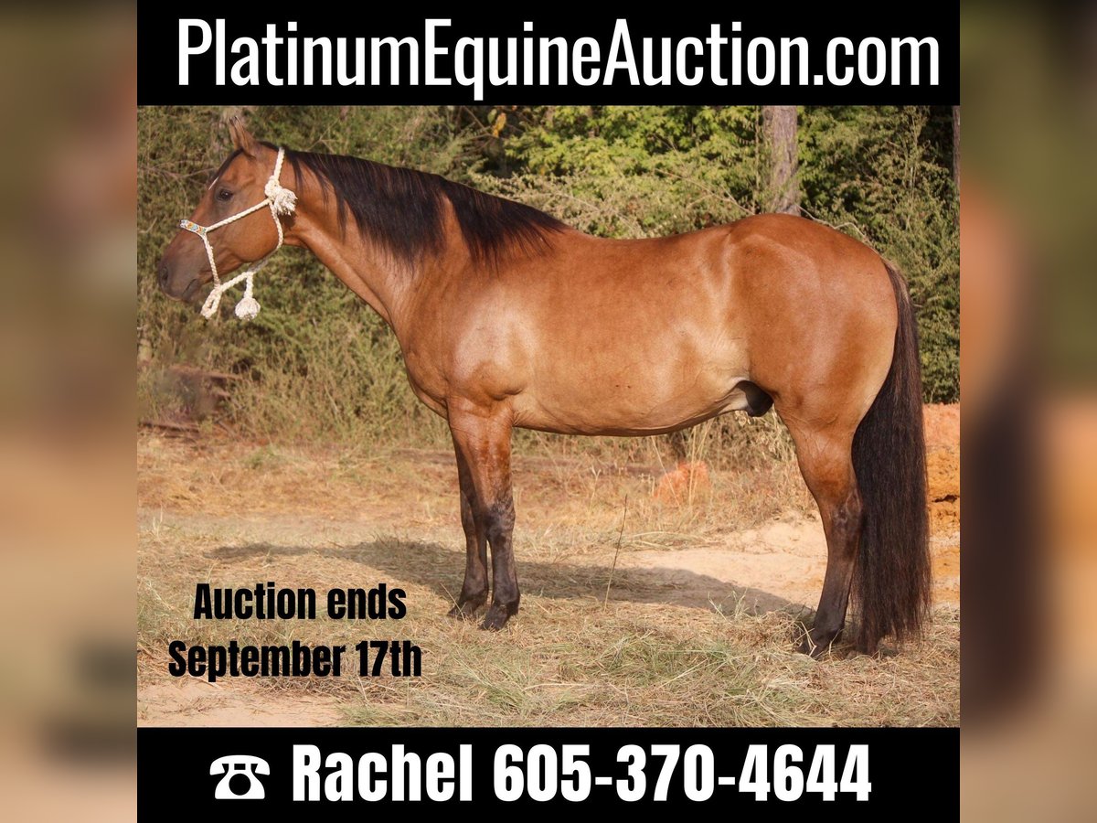 American Quarter Horse Castrone 12 Anni 152 cm Falbo in Rusk TX