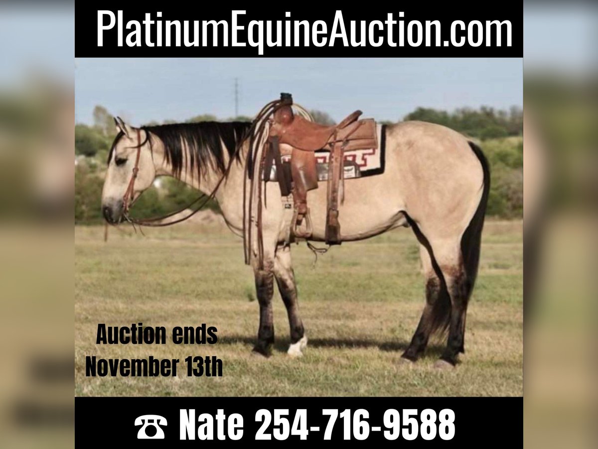 American Quarter Horse Castrone 12 Anni 152 cm Falbo in Waco TX