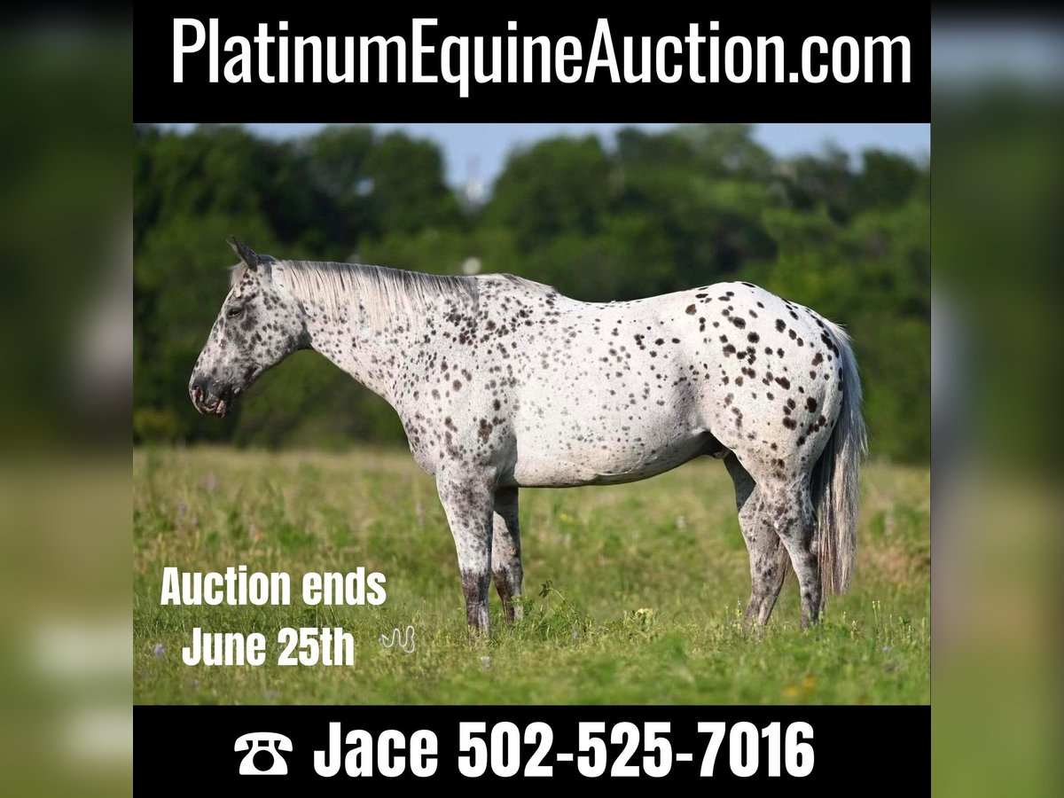 American Quarter Horse Castrone 12 Anni 152 cm Leopard in Waco TX