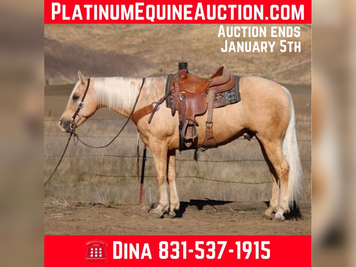 American Quarter Horse Castrone 12 Anni 152 cm Palomino in Paicines CA