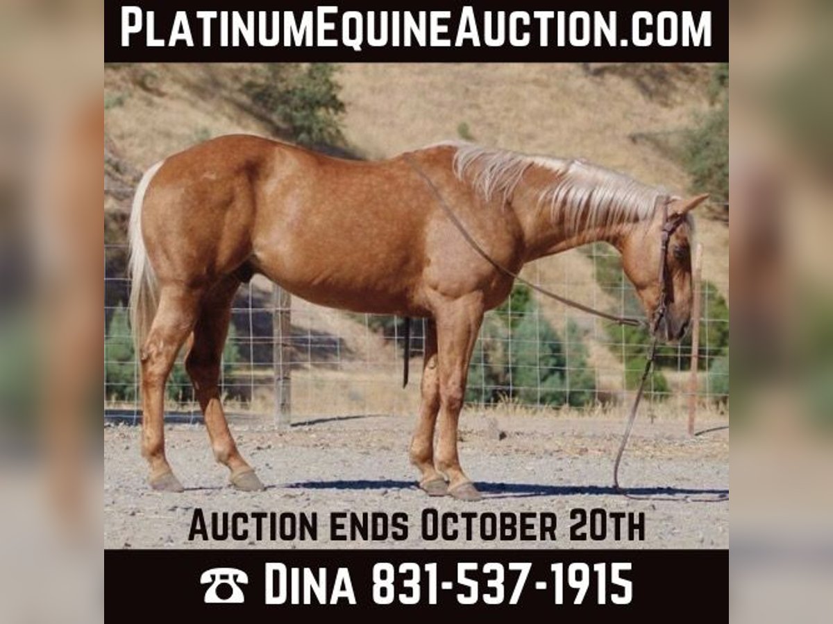 American Quarter Horse Castrone 12 Anni 152 cm Palomino in Paicines CA