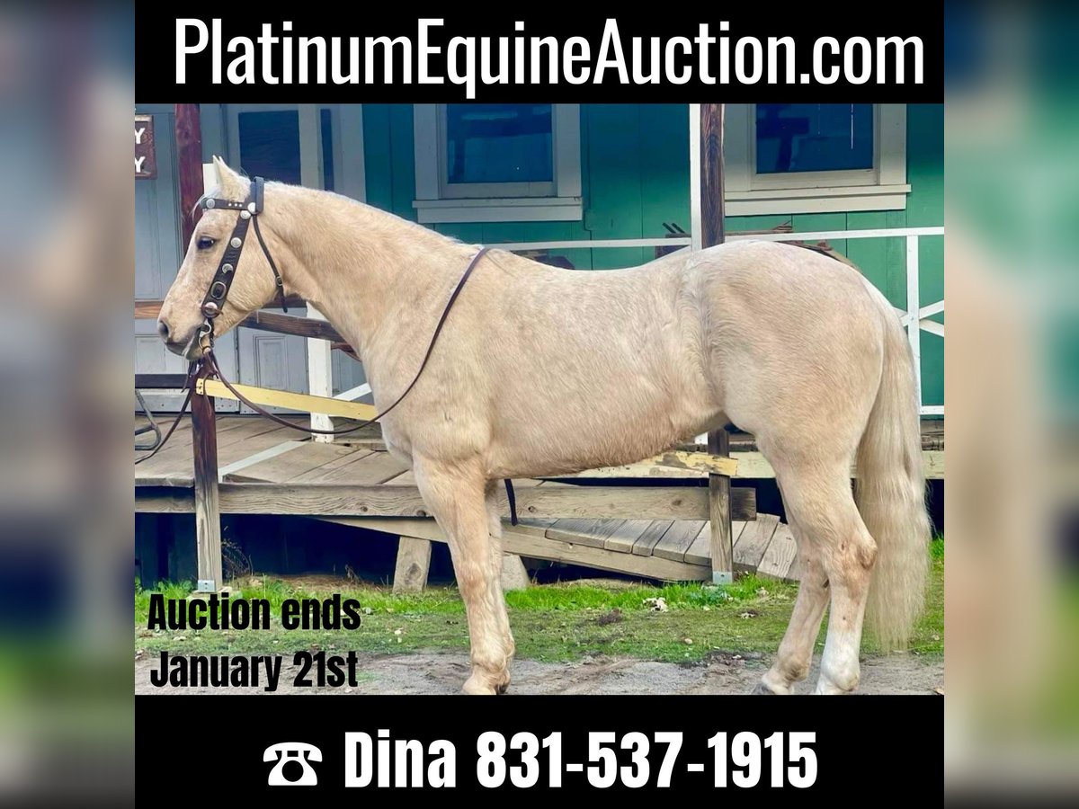 American Quarter Horse Castrone 12 Anni 152 cm Palomino in Paicines CA