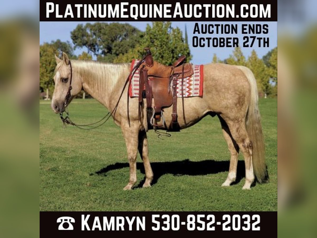 American Quarter Horse Castrone 12 Anni 152 cm Palomino in Pleasant Grove CA