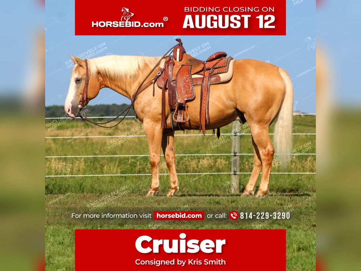 American Quarter Horse Castrone 12 Anni 152 cm Palomino in Clarion