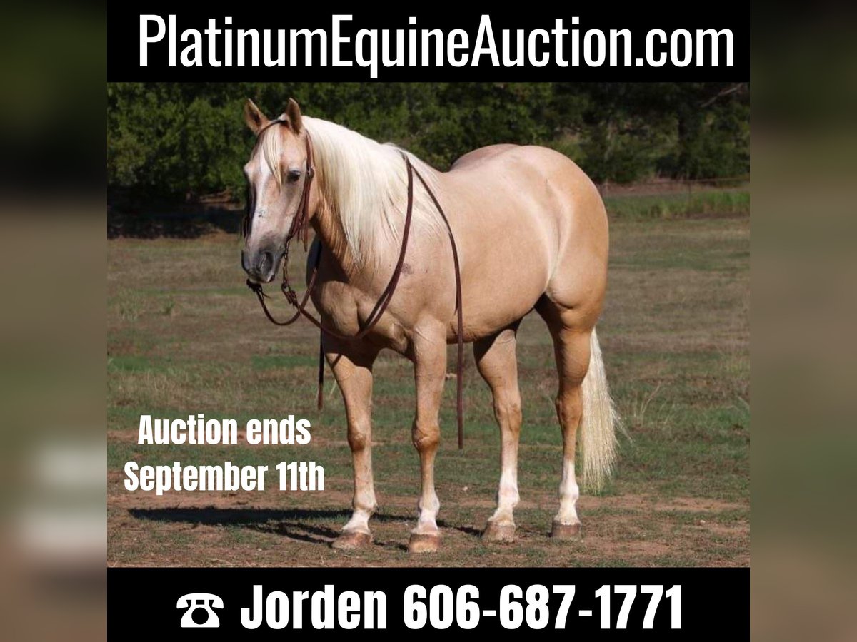 American Quarter Horse Castrone 12 Anni 152 cm Palomino in Cleburne TX