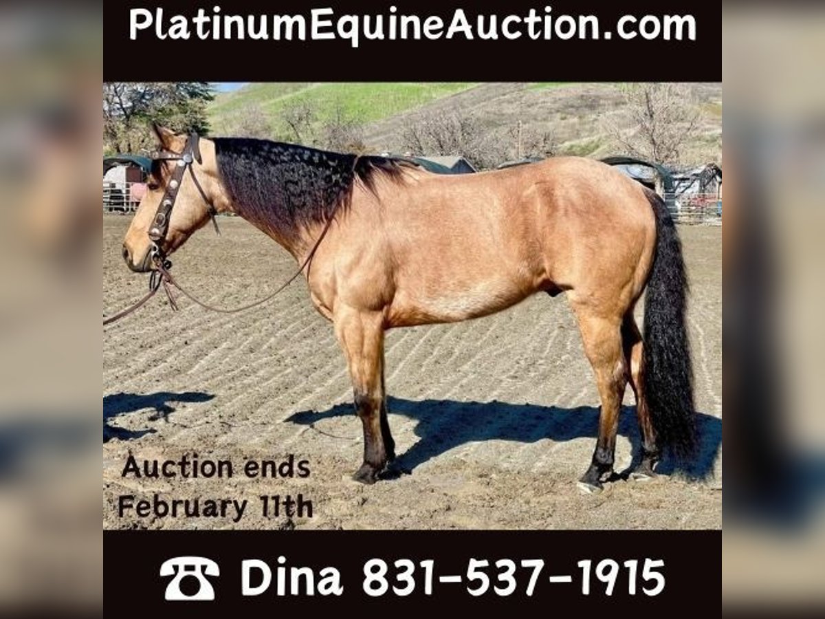 American Quarter Horse Castrone 12 Anni 152 cm Pelle di daino in Paicines CA