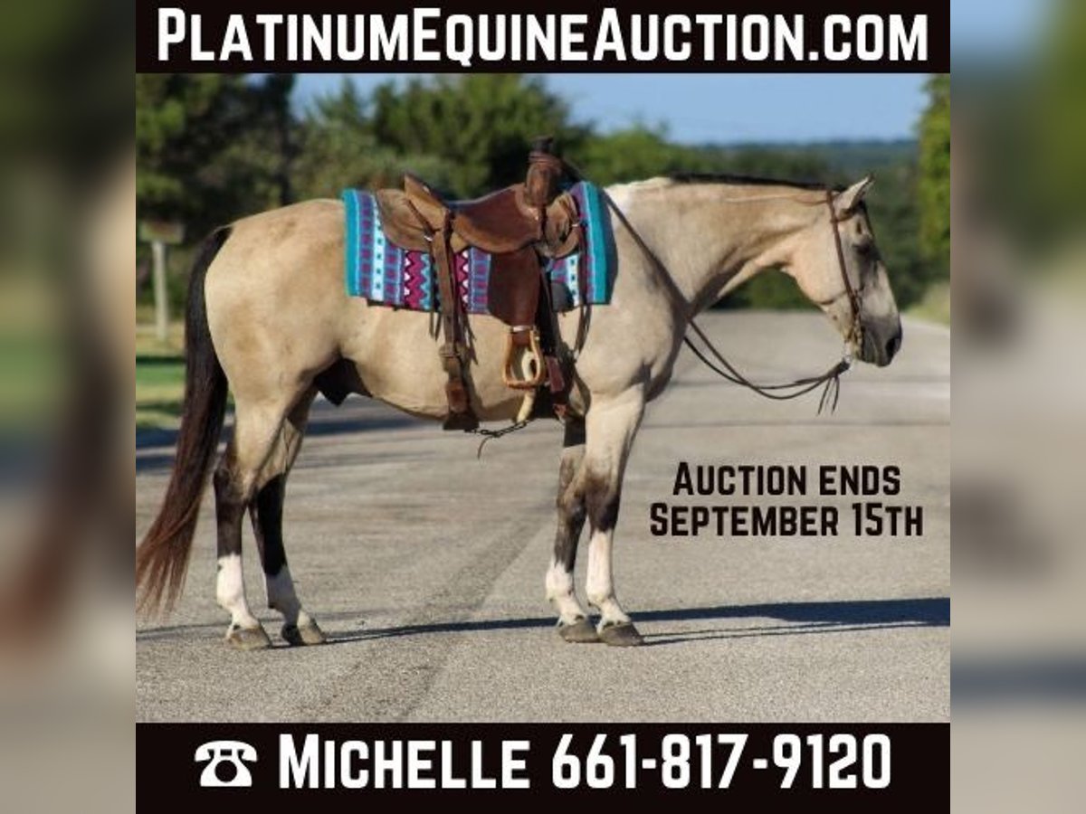 American Quarter Horse Castrone 12 Anni 152 cm Pelle di daino in Stephenville TX