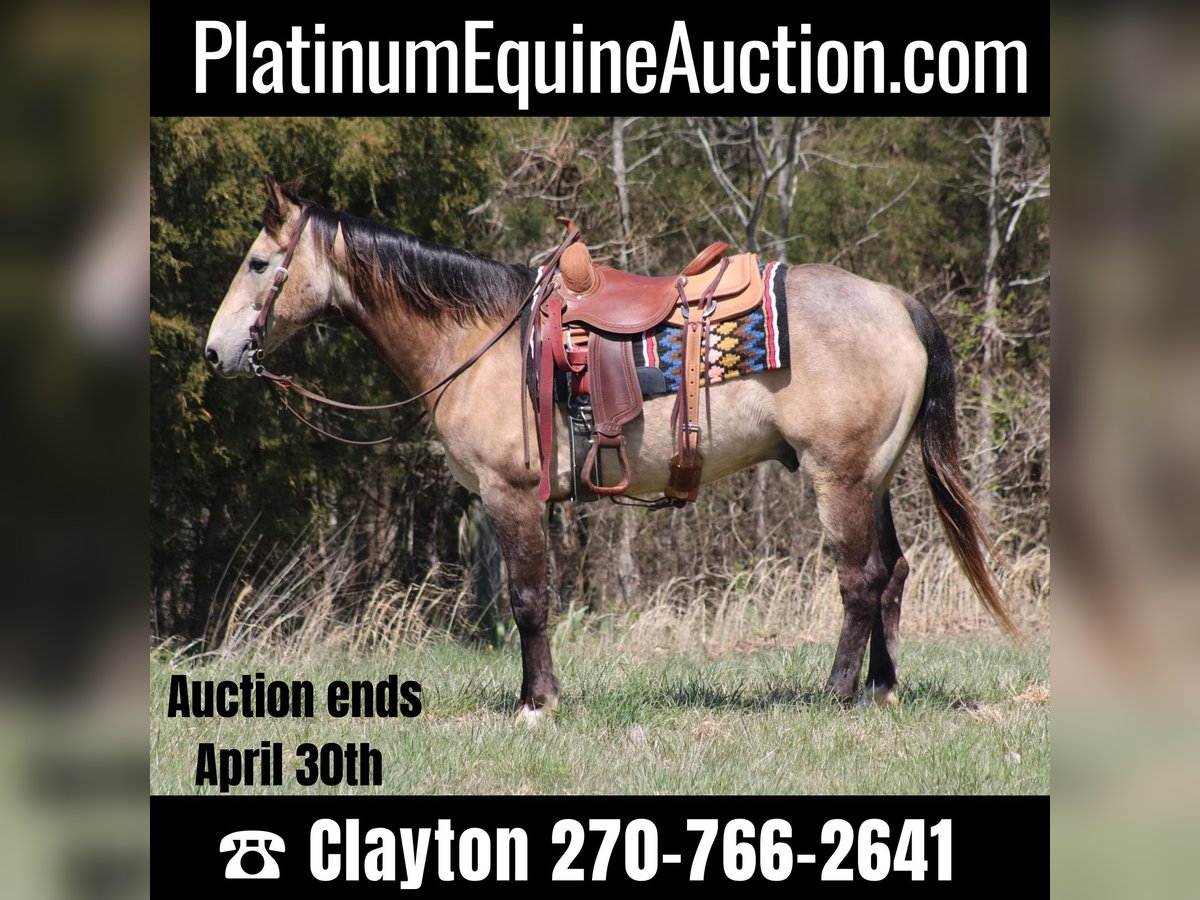 American Quarter Horse Castrone 12 Anni 152 cm Pelle di daino in Sonora, KY