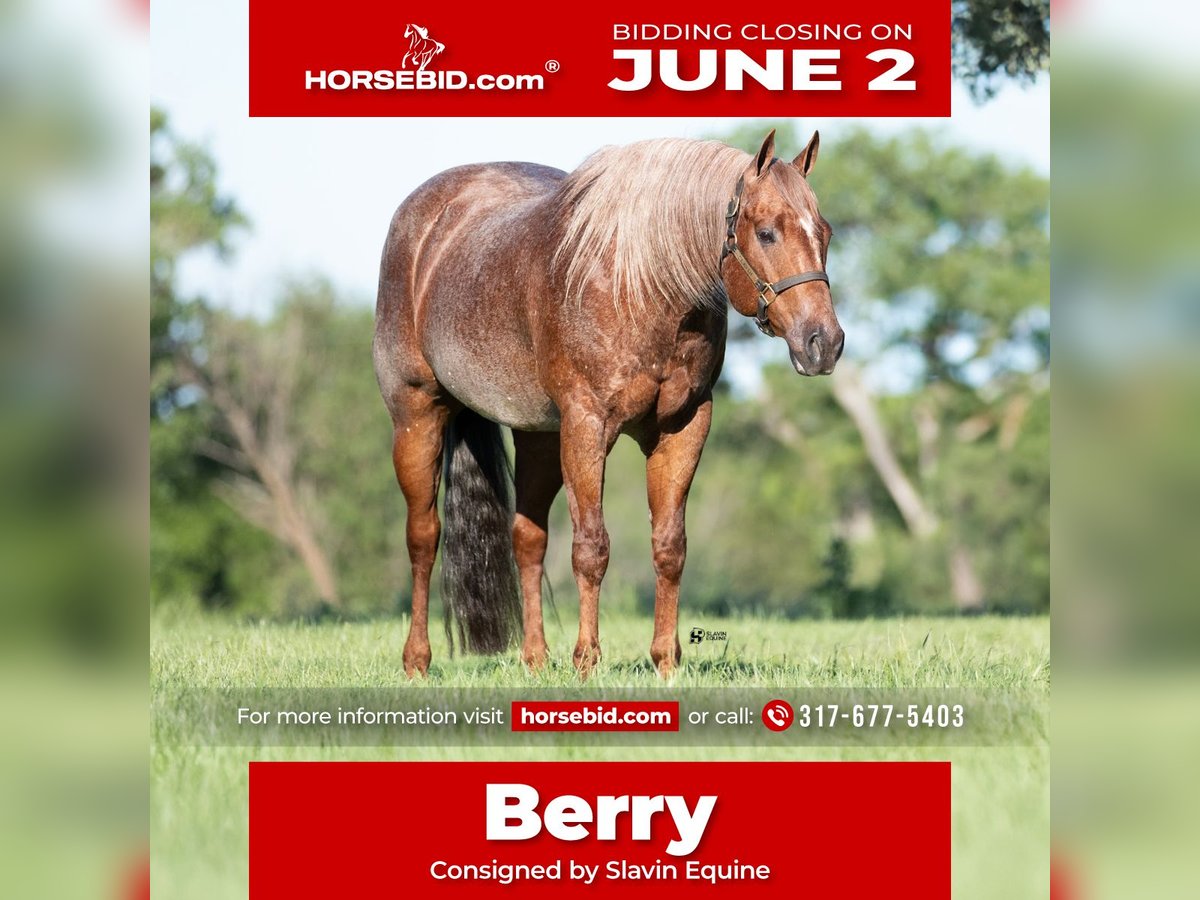 American Quarter Horse Castrone 12 Anni 152 cm Roano rosso in Whitesboro, TX