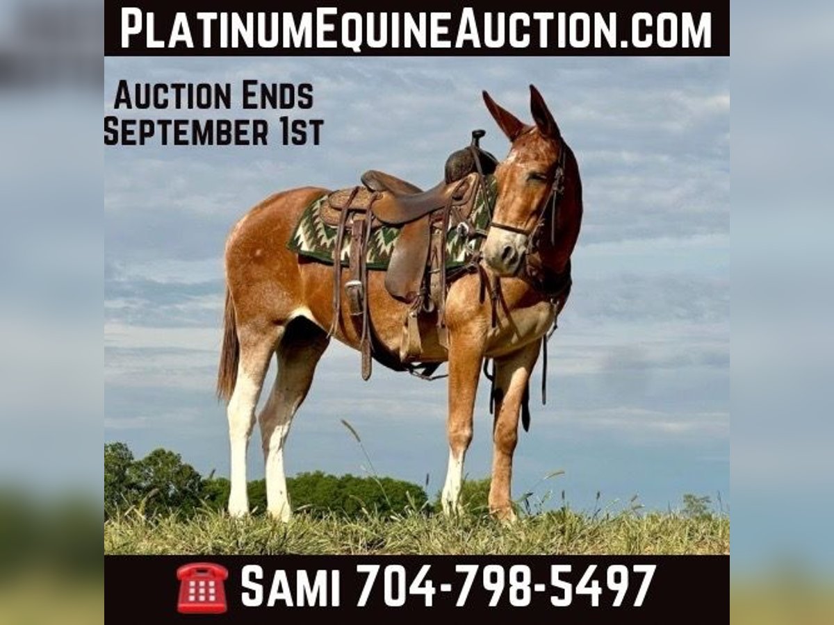 American Quarter Horse Castrone 12 Anni 152 cm Sauro scuro in Brooksville KY