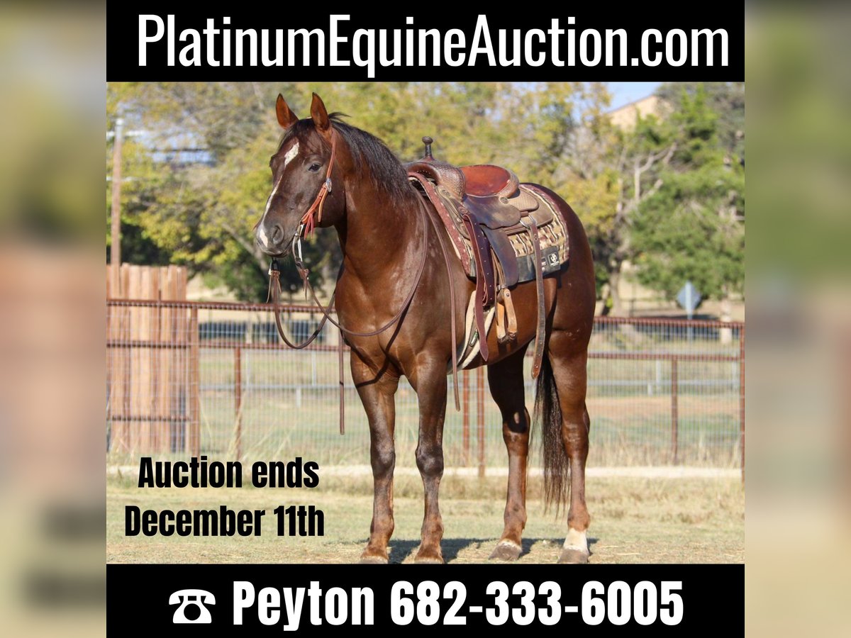 American Quarter Horse Castrone 12 Anni 152 cm Sauro scuro in Weatherford TX