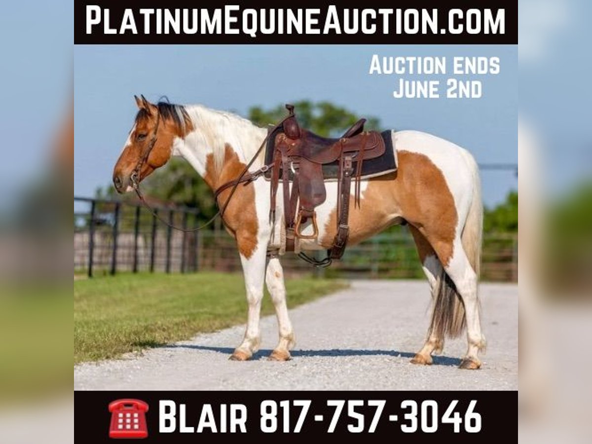 American Quarter Horse Castrone 12 Anni 152 cm Tobiano-tutti i colori in Weatherford TX