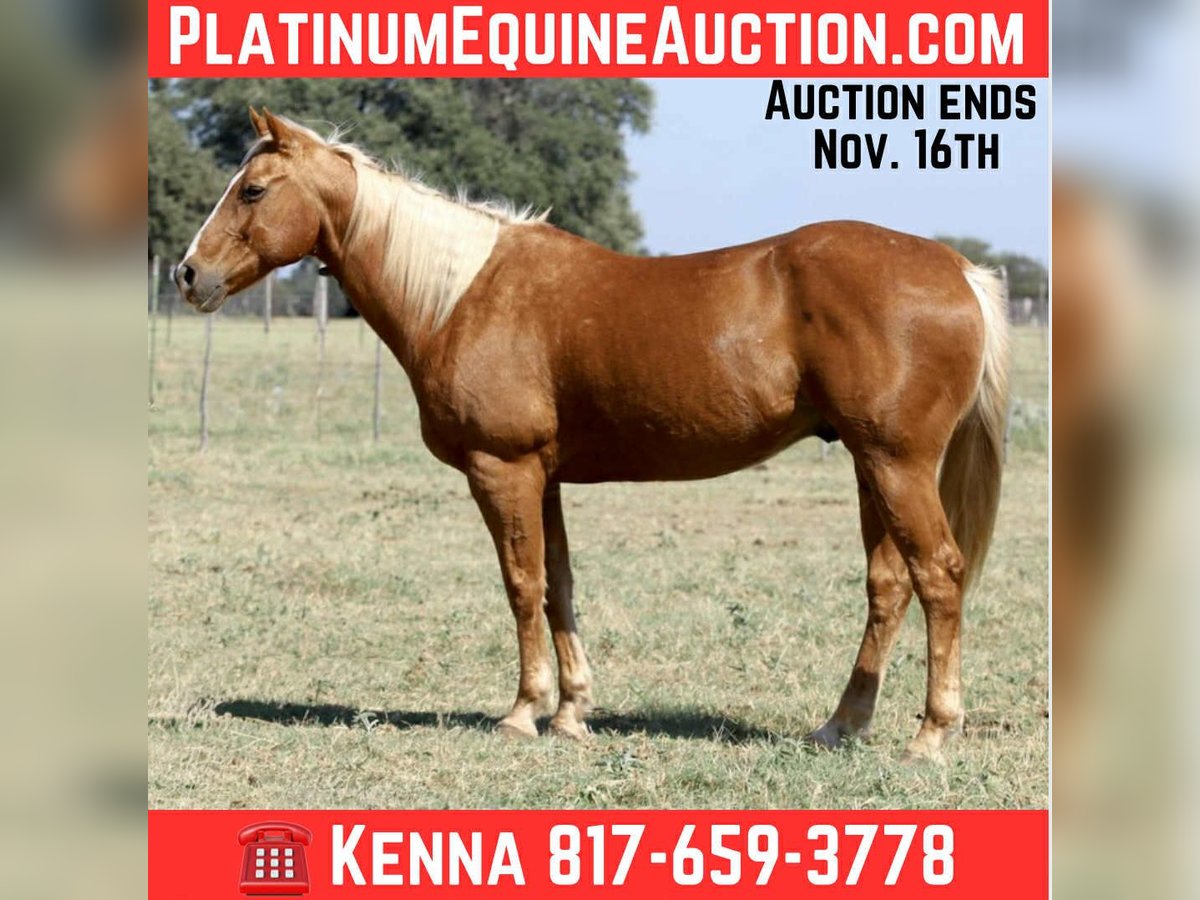 American Quarter Horse Castrone 12 Anni 155 cm Palomino in lIpan TX