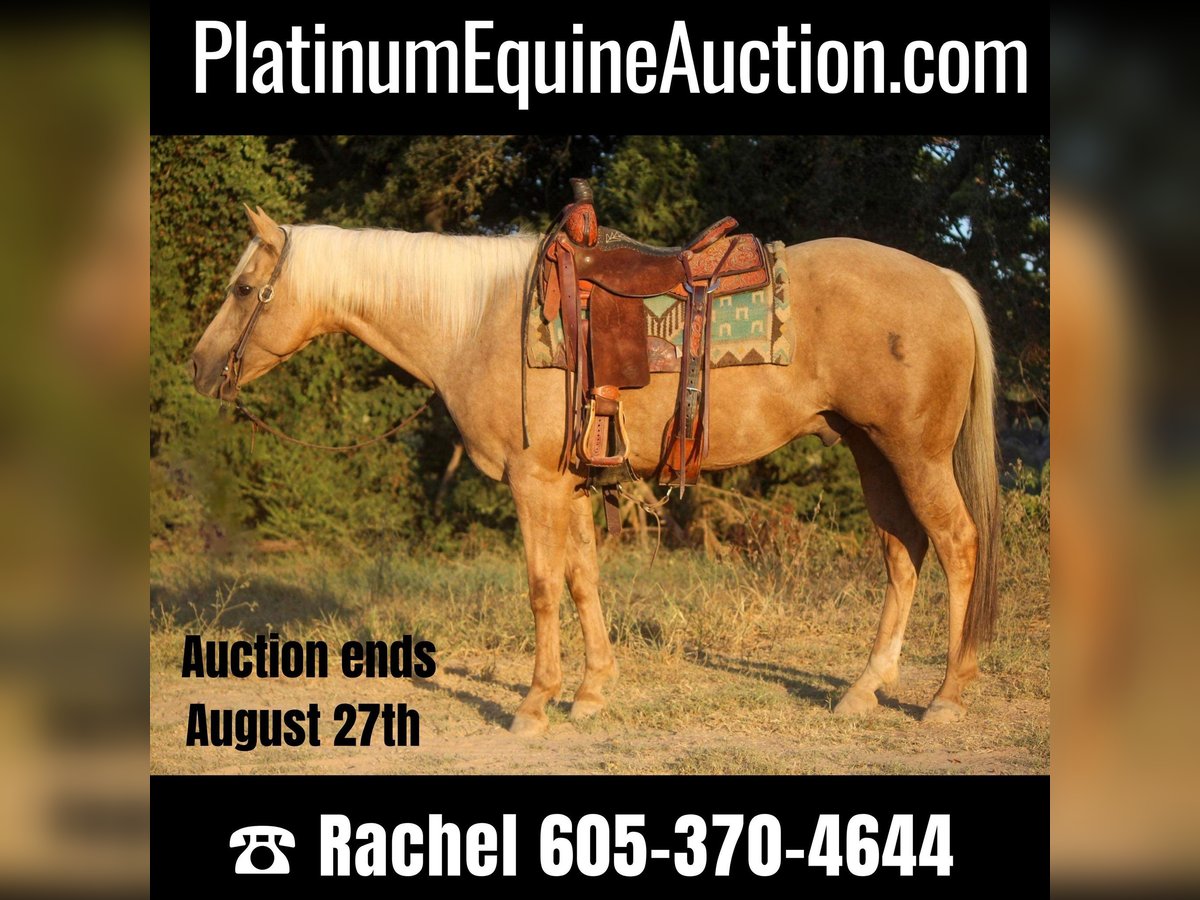 American Quarter Horse Castrone 12 Anni 155 cm Palomino in Rusk TX