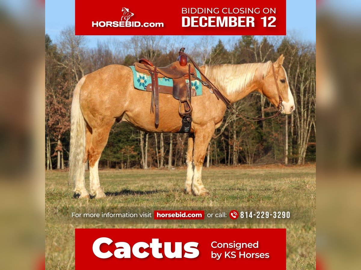 American Quarter Horse Mix Castrone 12 Anni 155 cm Palomino in Clarion, PA
