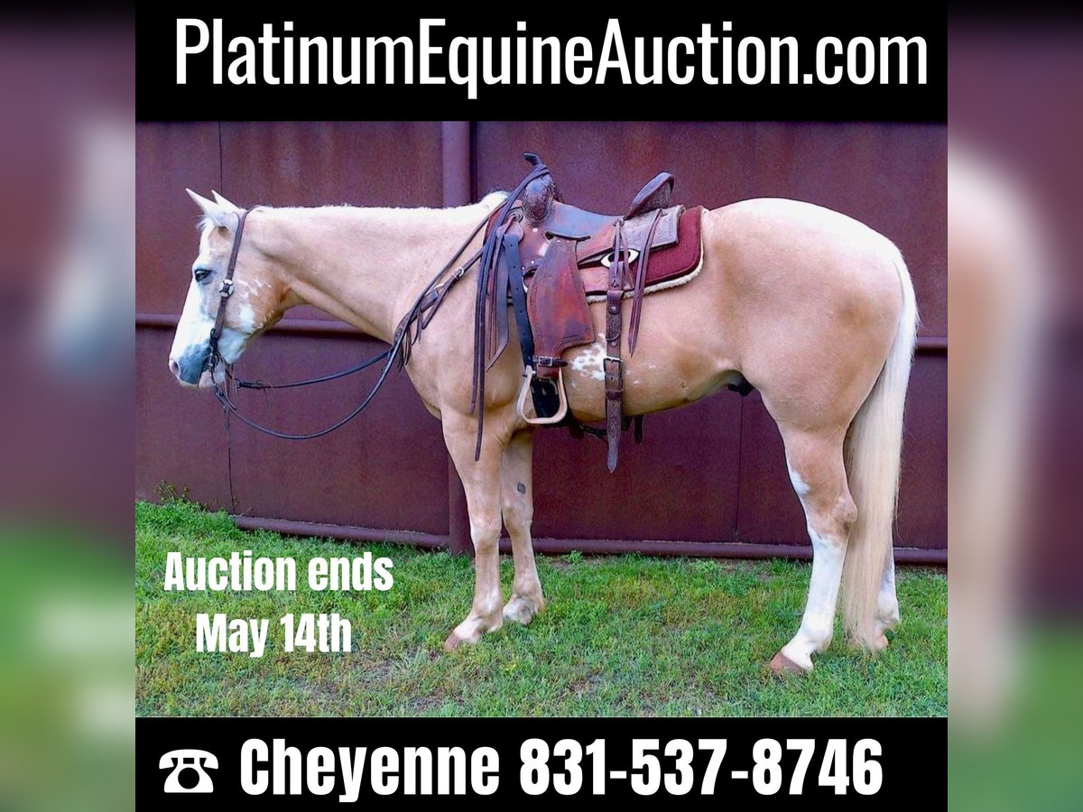 American Quarter Horse Castrone 12 Anni 155 cm Palomino in Weatherford TX