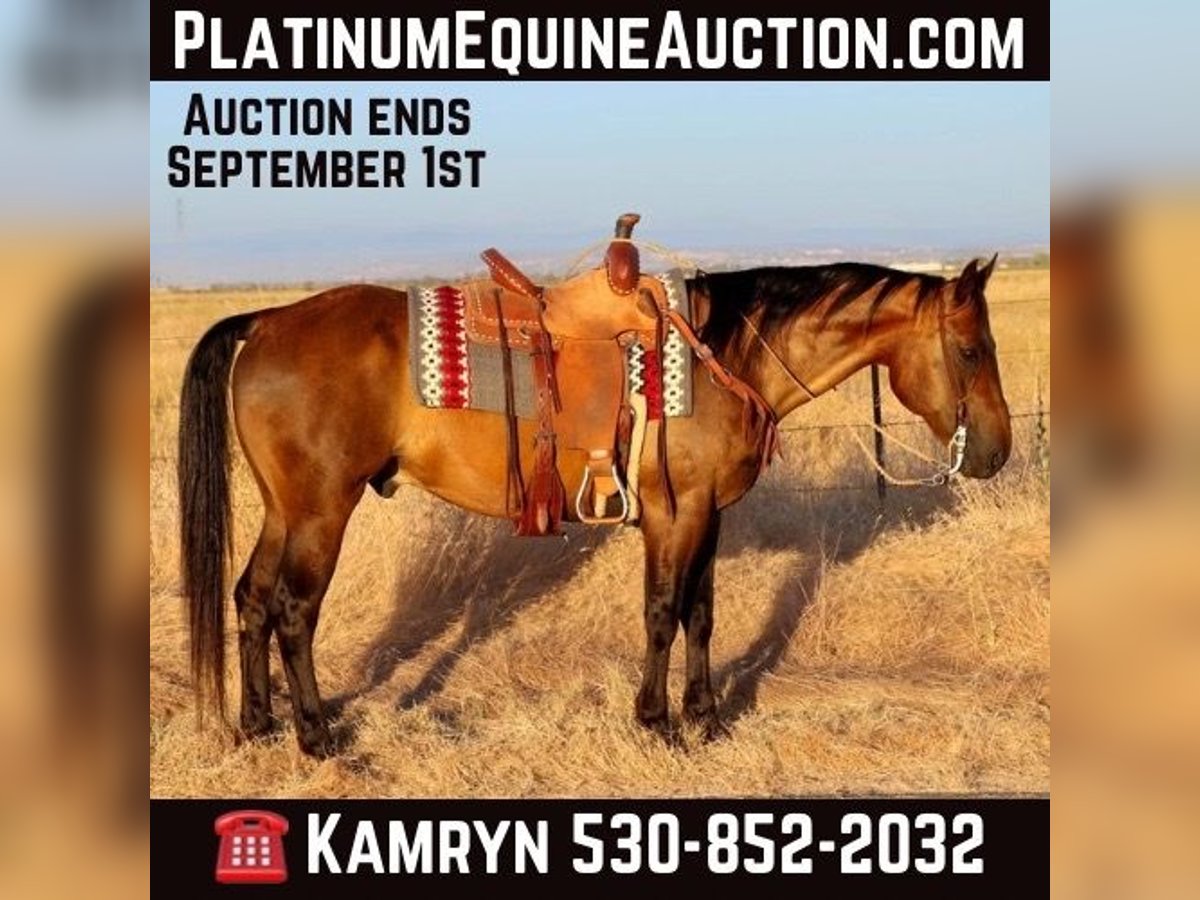 American Quarter Horse Castrone 12 Anni 155 cm Pelle di daino in Pleasant Grove CA