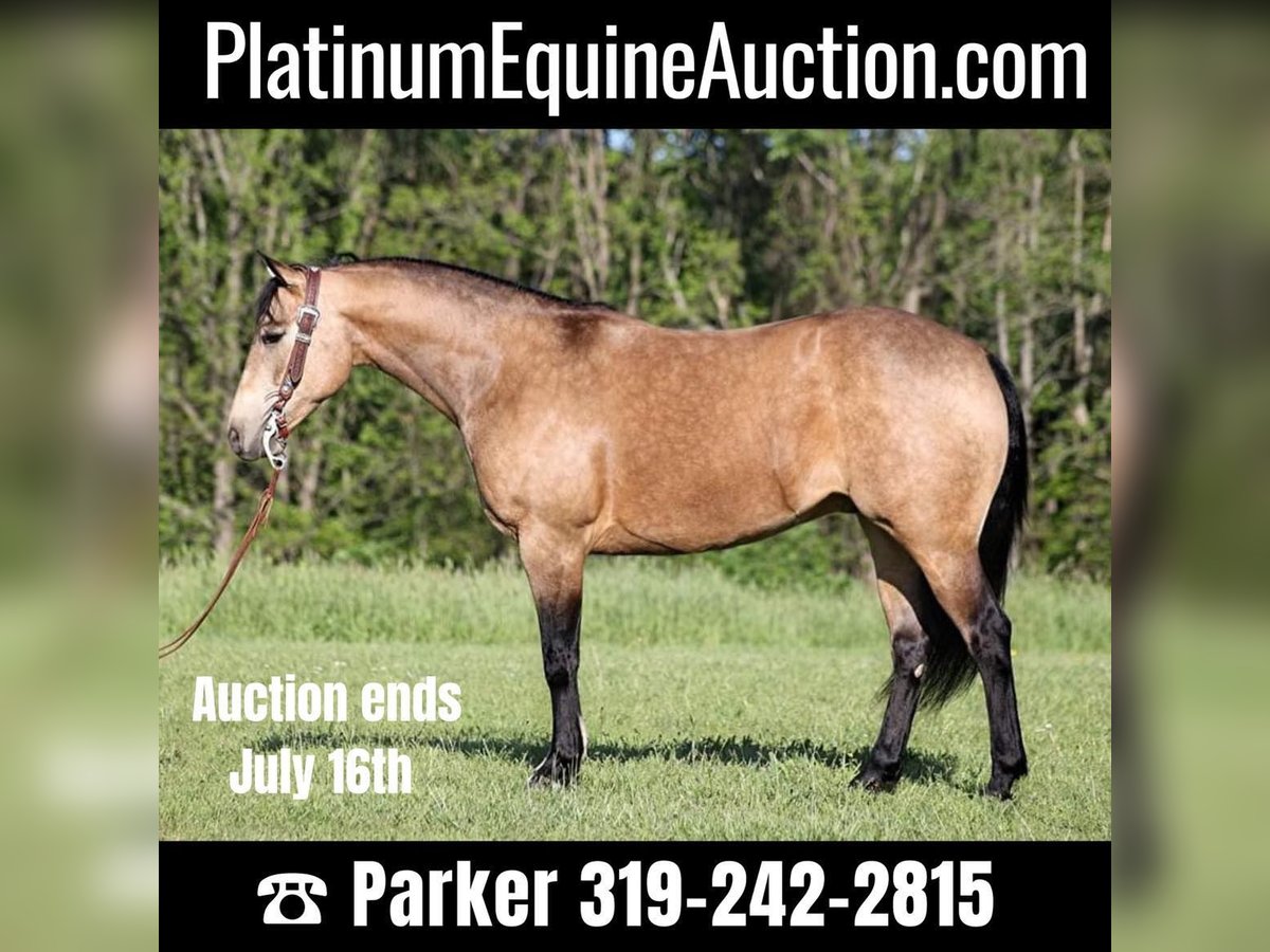 American Quarter Horse Castrone 12 Anni 155 cm Pelle di daino in Somerset. KY