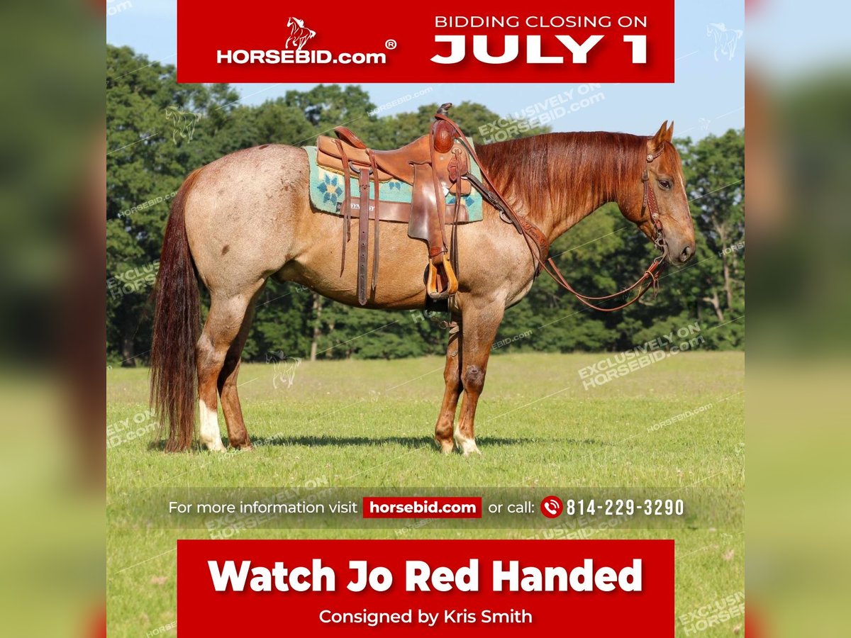 American Quarter Horse Castrone 12 Anni 155 cm Roano rosso in Clarion, PA