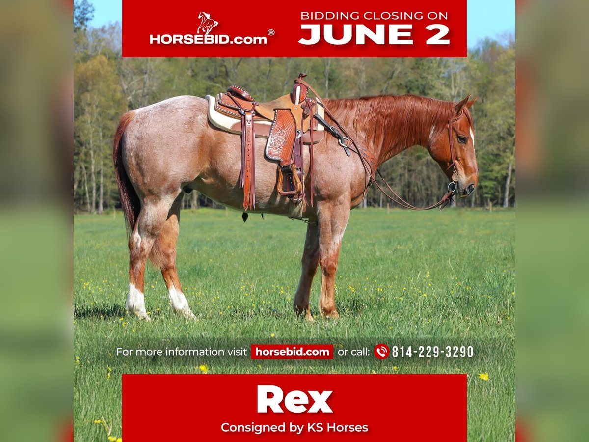 American Quarter Horse Castrone 12 Anni 155 cm Roano rosso in Clarion, PA