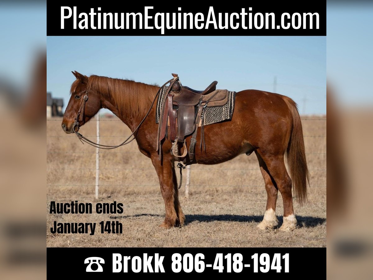 American Quarter Horse Castrone 12 Anni 155 cm Sauro scuro in Amarillo TX