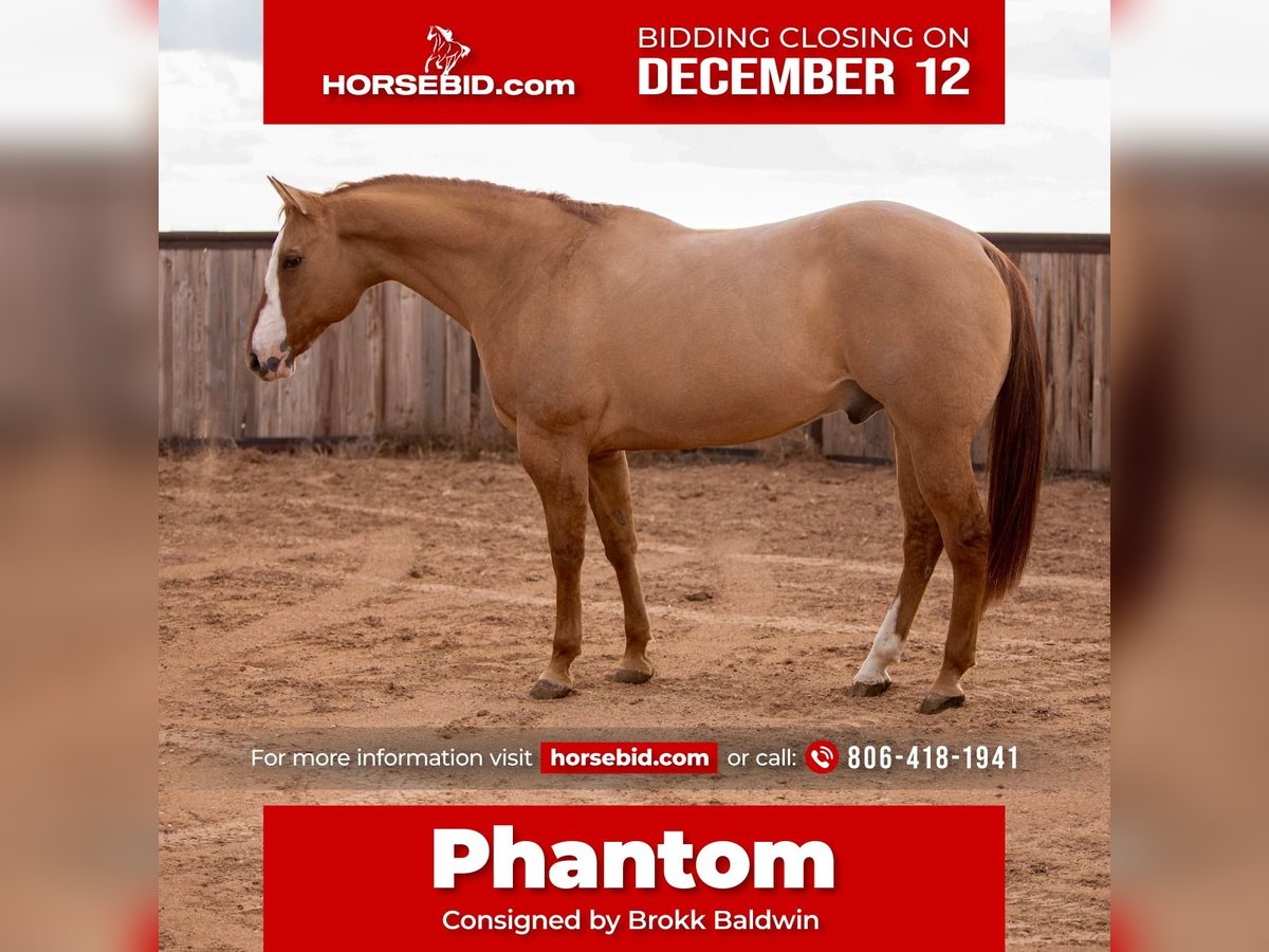 American Quarter Horse Mix Castrone 12 Anni 157 cm Falbo in Amarillo, TX