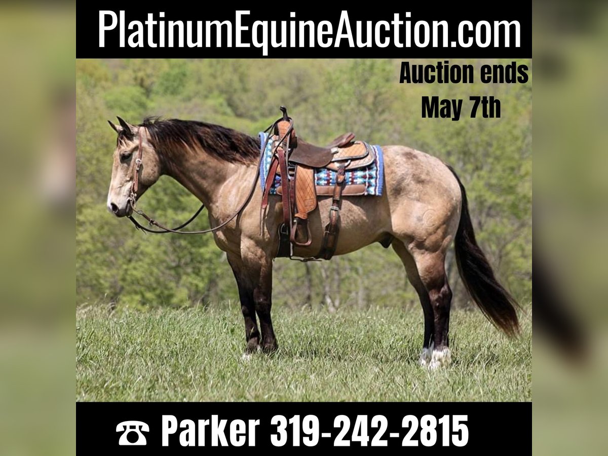 American Quarter Horse Castrone 12 Anni 157 cm Pelle di daino in Brodhead KY