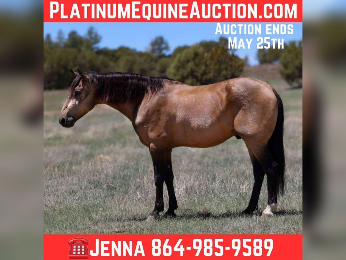 American Quarter Horse Castrone 12 Anni 157 cm Pelle di daino in Cottonwood AZ