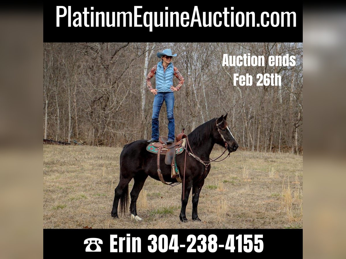 American Quarter Horse Castrone 12 Anni 160 cm Morello in Hillsboro KY