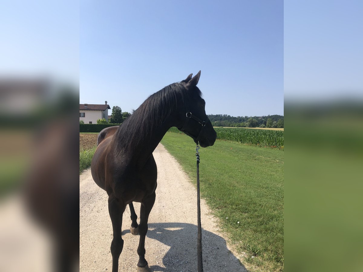 American Quarter Horse Castrone 12 Anni 160 cm Morello in monzambano