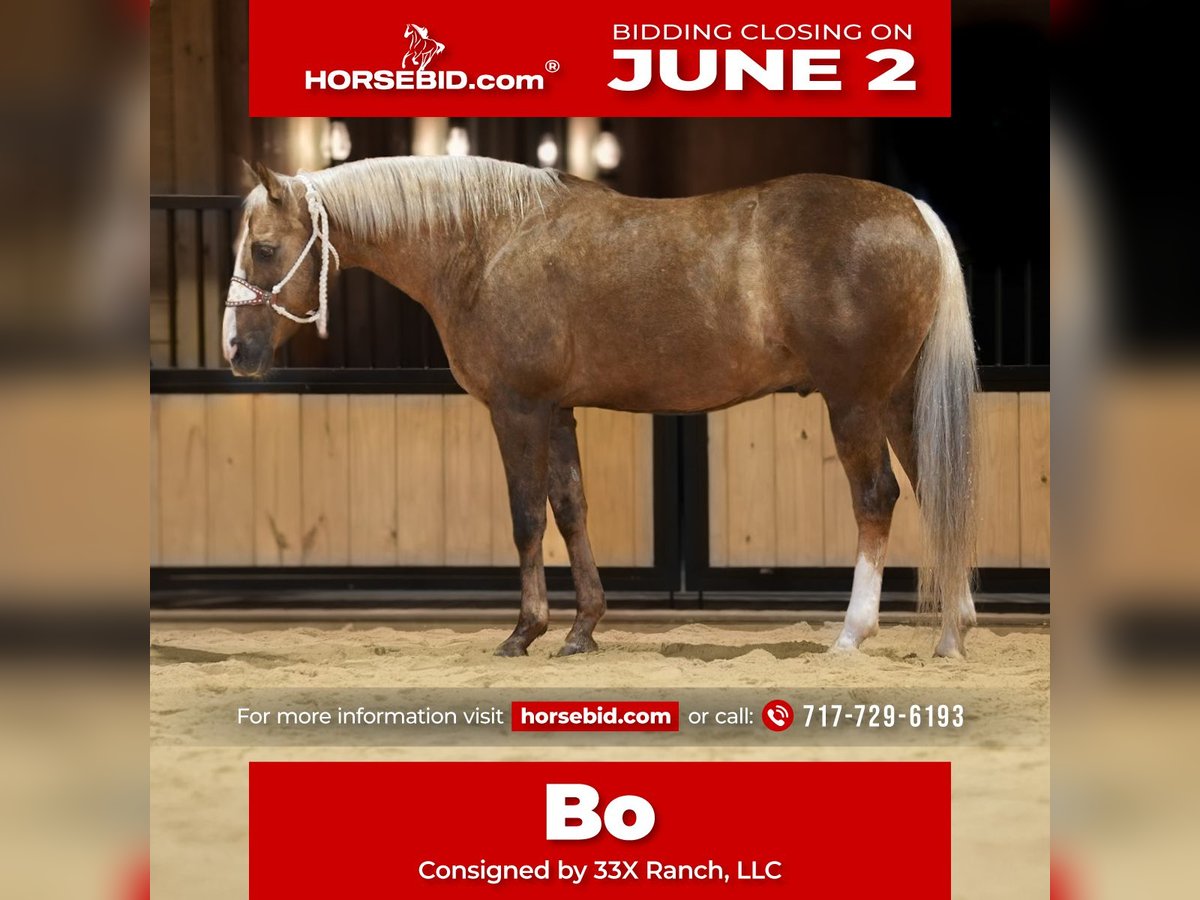 American Quarter Horse Castrone 12 Anni 160 cm Palomino in Needmore, PA